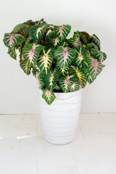 Colocasia Royal Hawaiian Waikiki_PDS03943