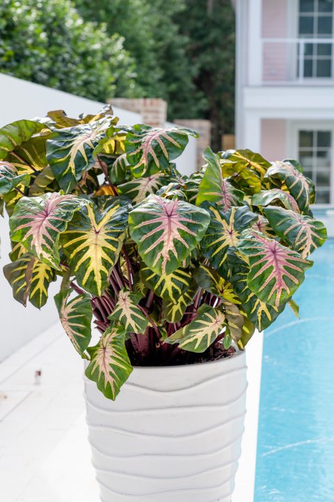 Colocasia Royal Hawaiian Waikiki_PDS03959