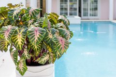 Colocasia Royal Hawaiian Waikiki_PDS03967