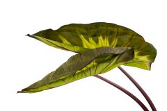 Colocasia Royal Hawaiian Waikiki_Z6S1720