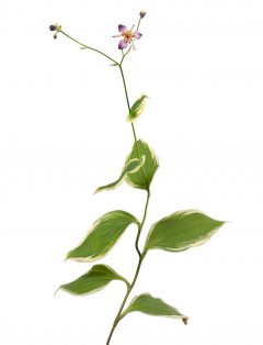 Tricyrtis Ninja Star_Z6S4428