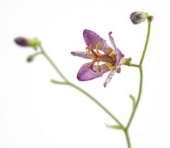 Tricyrtis Ninja Star_Z6S4429