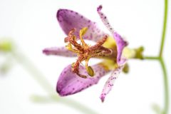 Tricyrtis Ninja Star_Z6S4433