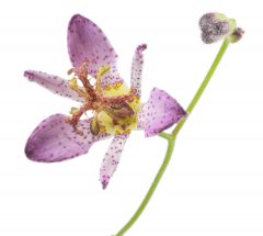 Tricyrtis Ninja Star_Z6S4440
