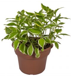 Tricyrtis Ninja Star_Z6S9231