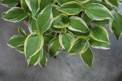 Tricyrtis Ninja Star_Z6S9486