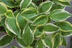 Tricyrtis Ninja Star_Z6S9492