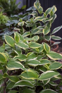 Tricyrtis Ninja Star_Z6S9636