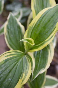 Tricyrtis Ninja Star_Z6S9651