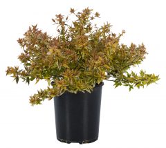 Abelia Suntastic Peach_Z6S3573