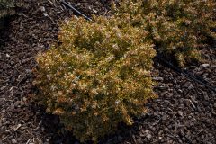 Abelia Suntastic Peach_Z6S3871