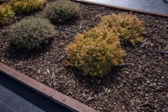 Abelia Suntastic Peach_Z6S3872