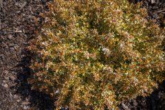 Abelia Suntastic Peach_Z6S3874