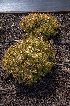 Abelia Suntastic Peach_Z6S3883