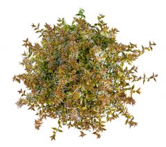 Abelia Suntastic Peach_Z6S4290