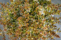 Abelia Suntastic Peach_Z6S4293