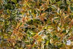 Abelia Suntastic Peach_Z6S4294