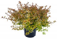 Abelia Suntastic Peach_Z6S4340