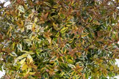 Abelia Suntastic Peach_Z6S4345