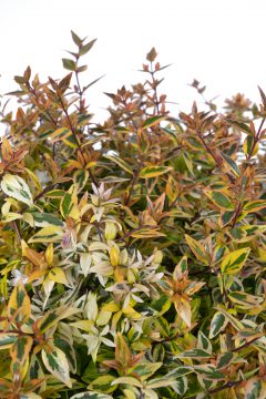 Abelia Suntastic Peach_Z6S4349