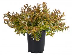 Abelia Suntastic Peach_Z6S4355