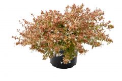 Abelia Suntastic Peach _Z6S8894 jpg