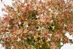 Abelia Suntastic Peach _Z6S8897 jpg