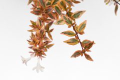 Abelia Suntastic Peach _Z6S8905 jpg