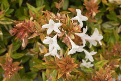 Abelia Suntastic Peach _Z6S8909 jpg
