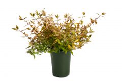 Abelia Suntastic Peach _Z6S9279 jpg