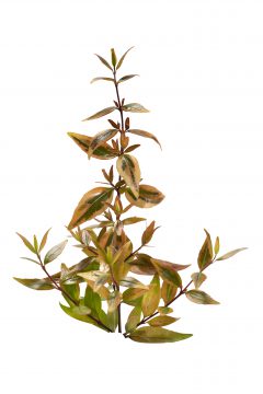 Abelia Suntastic Peach _Z6S9287 jpg