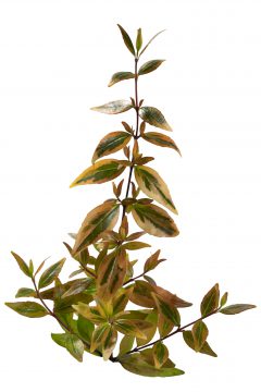 Abelia Suntastic Peach _Z6S9288 jpg