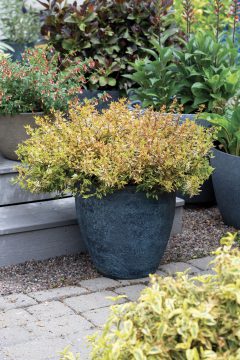 Abelia Suntastic Peach_Z6S9676