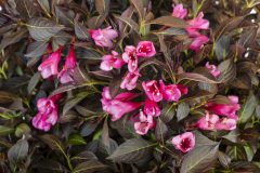 Weigela Prism Arabian Nights_Z6S1673