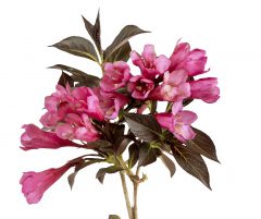 Weigela Prism Arabian Nights_Z6S1680