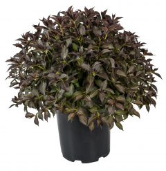 Weigela Prism Arabian Nights_Z6S8331