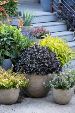 Weigela Prism Arabian Nights_Z6S8514