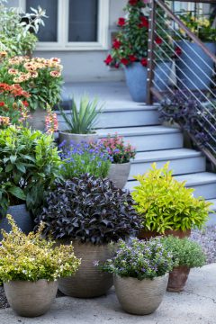 Weigela Prism Arabian Nights_Z6S8521