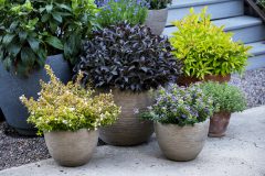 Weigela Prism Arabian Nights_Z6S8523