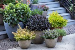 Weigela Prism Arabian Nights_Z6S8527