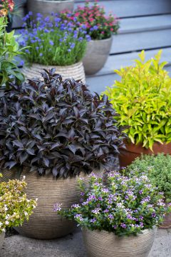 Weigela Prism Arabian Nights_Z6S8535