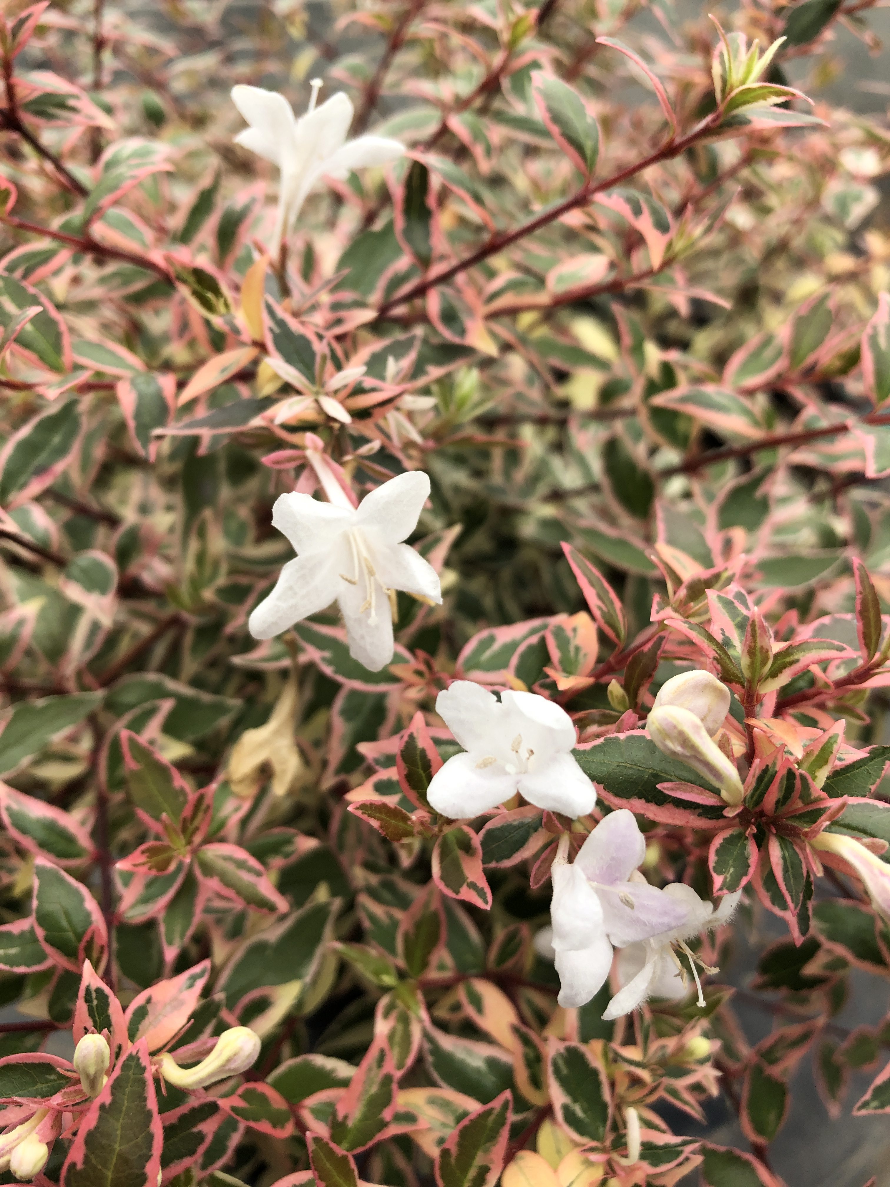 Abelia-SUNTASTIC-Pink-102