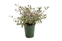 Abelia Suntastic Pink 001