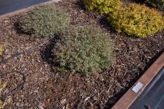 Abelia Suntastic Pink_Z6S3877