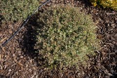 Abelia Suntastic Pink_Z6S3878