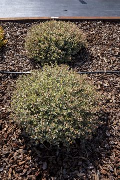 Abelia Suntastic Pink_Z6S3880