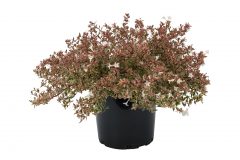 Abelia Suntastic Pink_Z6S8914