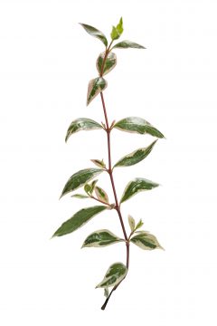 Abelia Suntastic Pink_Z6S9300