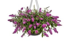 Buddleja Baby Buzz Basket Pink_Z6S8130
