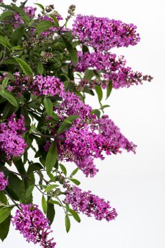 Buddleja Baby Buzz Basket Pink_Z6S8135